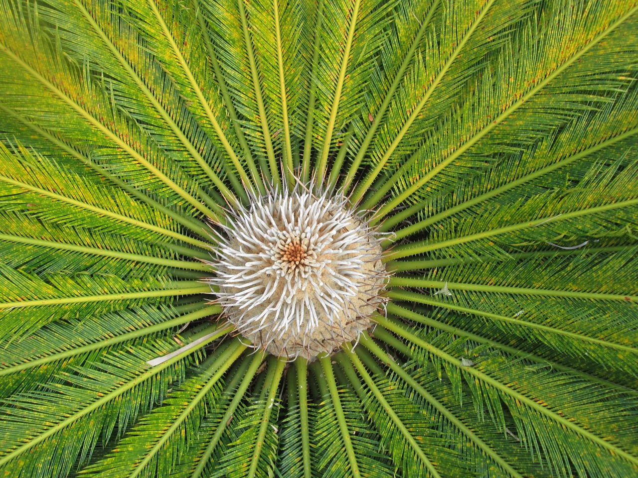 30代女性におすすめのニキビ跡対策化粧水はCICAツボクサで決まり？