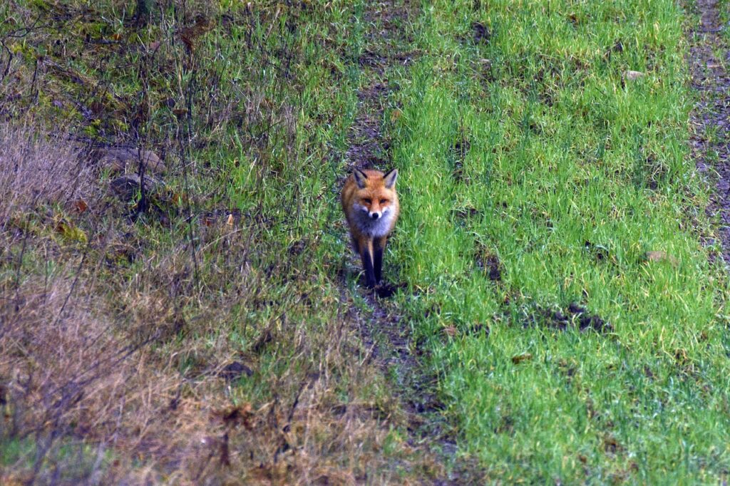 NOVのニキビ跡の赤みを改善する化粧水の口コミは？