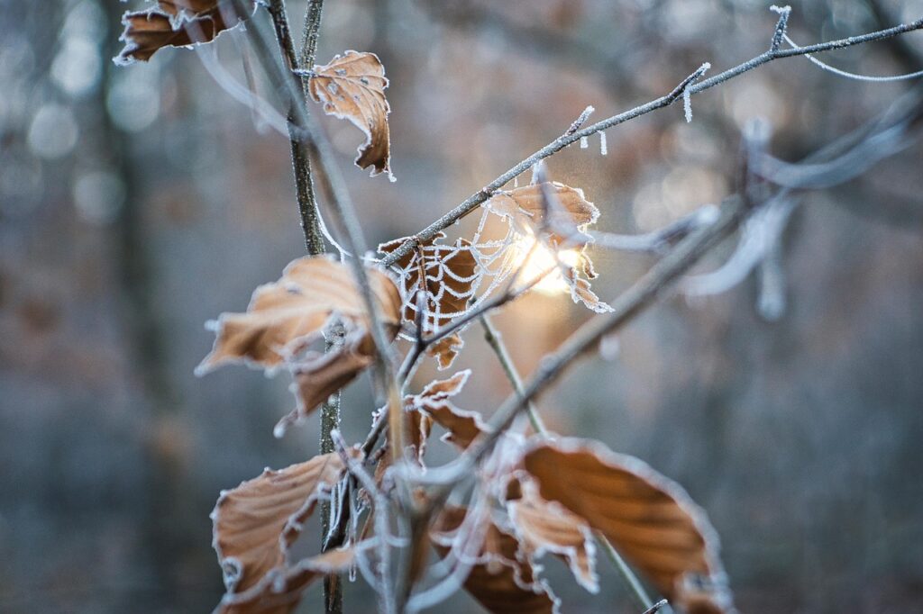 冬の乾燥対策に最適なニキビ跡とくすみ改善におすすめのローションは？
